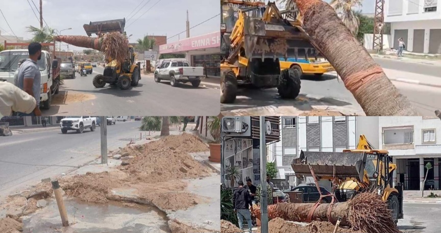 غريبة تحدث في أكودة .. غرباء يسرقون ثلاث نخلات باسقات  